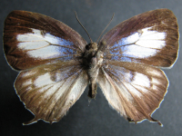 Arhopala wildei wildei - Adult